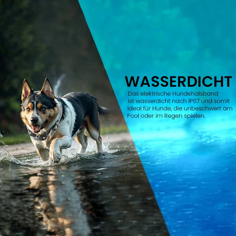 Beli Hundetrainingshalsband | Hundehalsband mit Fernbedienung