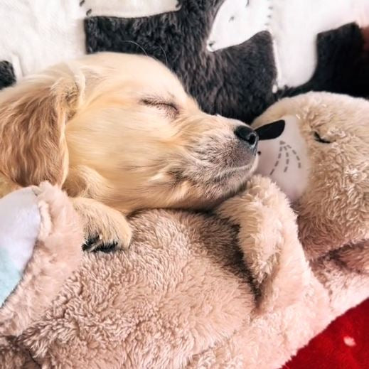CozyBreath | Beruhigendes Hundespielzeug mit lebensechter Atmung