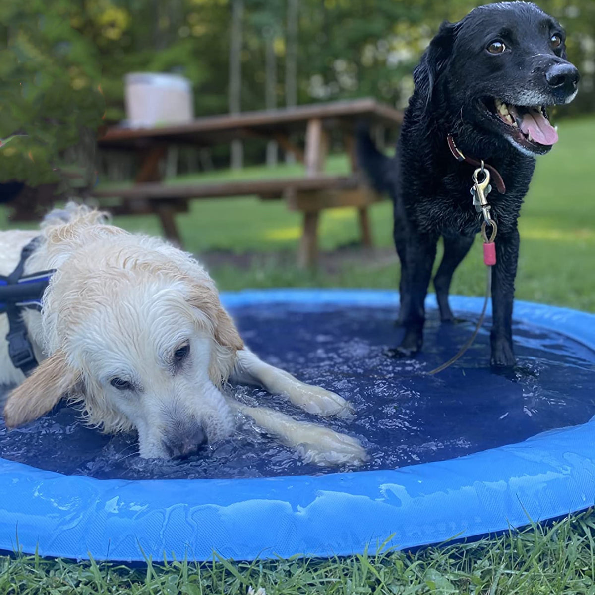 AquaPaws Spielzeug | Wasserspaß für Ihren Hund