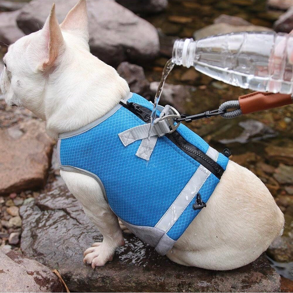ChillCoat | Kühlende Hundeweste für heiße Sommertage und Outdoor-Aktivitäten