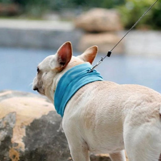 ChillPup | Kühlendes Halsband für heiße Sommertage