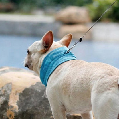ChillPup | Kühlendes Halsband für heiße Sommertage