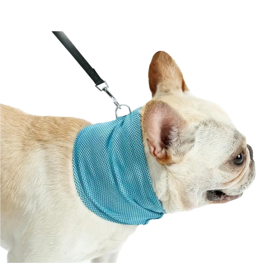 ChillPup | Kühlendes Halsband für heiße Sommertage