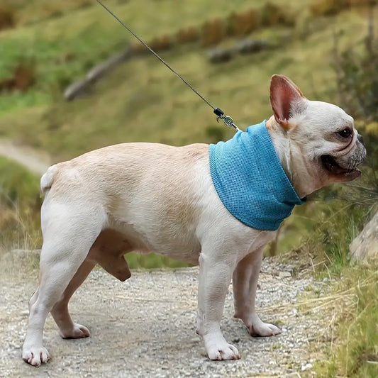 ChillPup | Kühlendes Halsband für heiße Sommertage