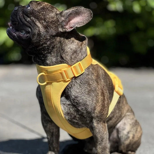 Hundegeschirr Robust | Verstellbares Geschirr mit Komfort & Sicherheit