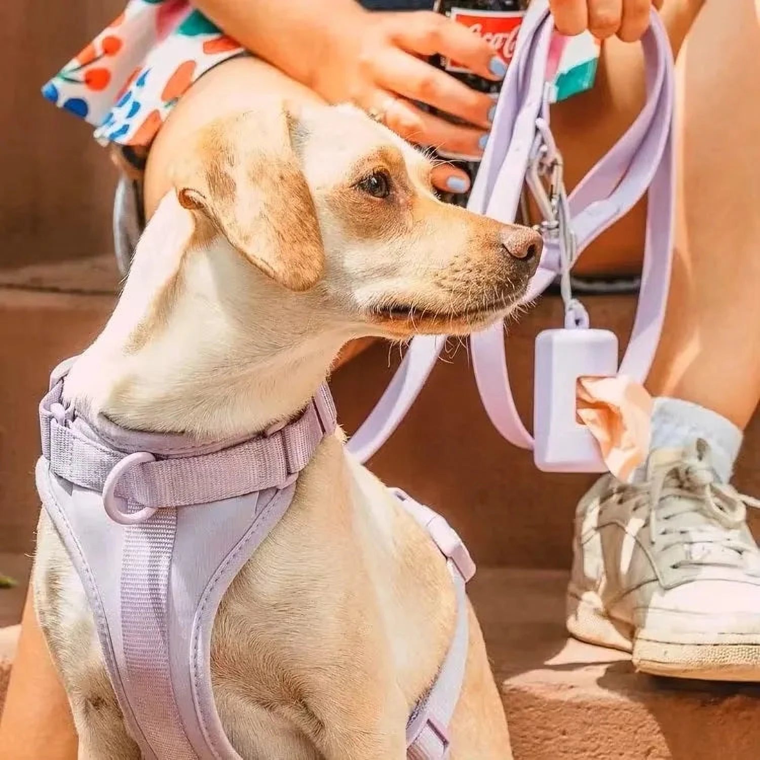 Hundegeschirr Robust | Verstellbares Geschirr mit Komfort & Sicherheit