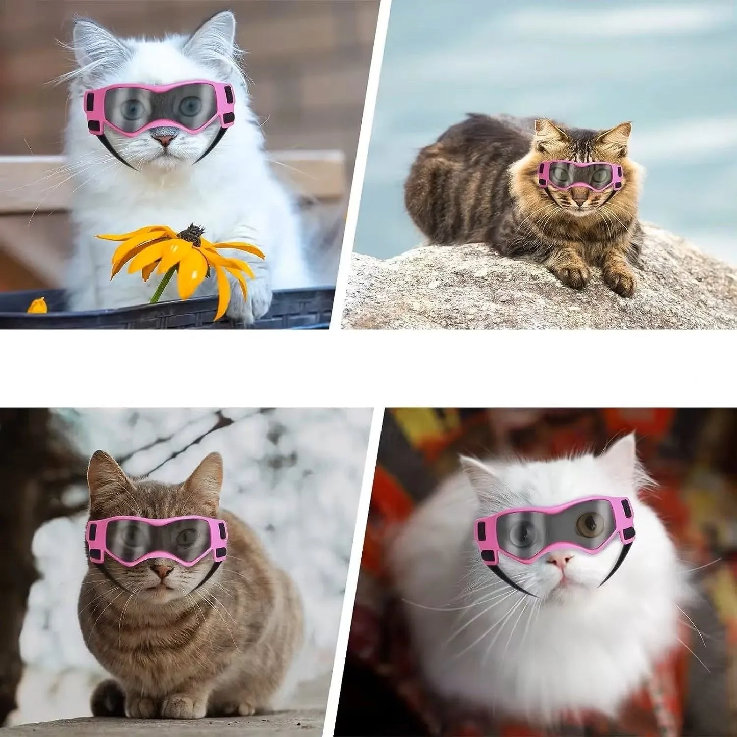 Jack | Hundebrille gegen Schmutz