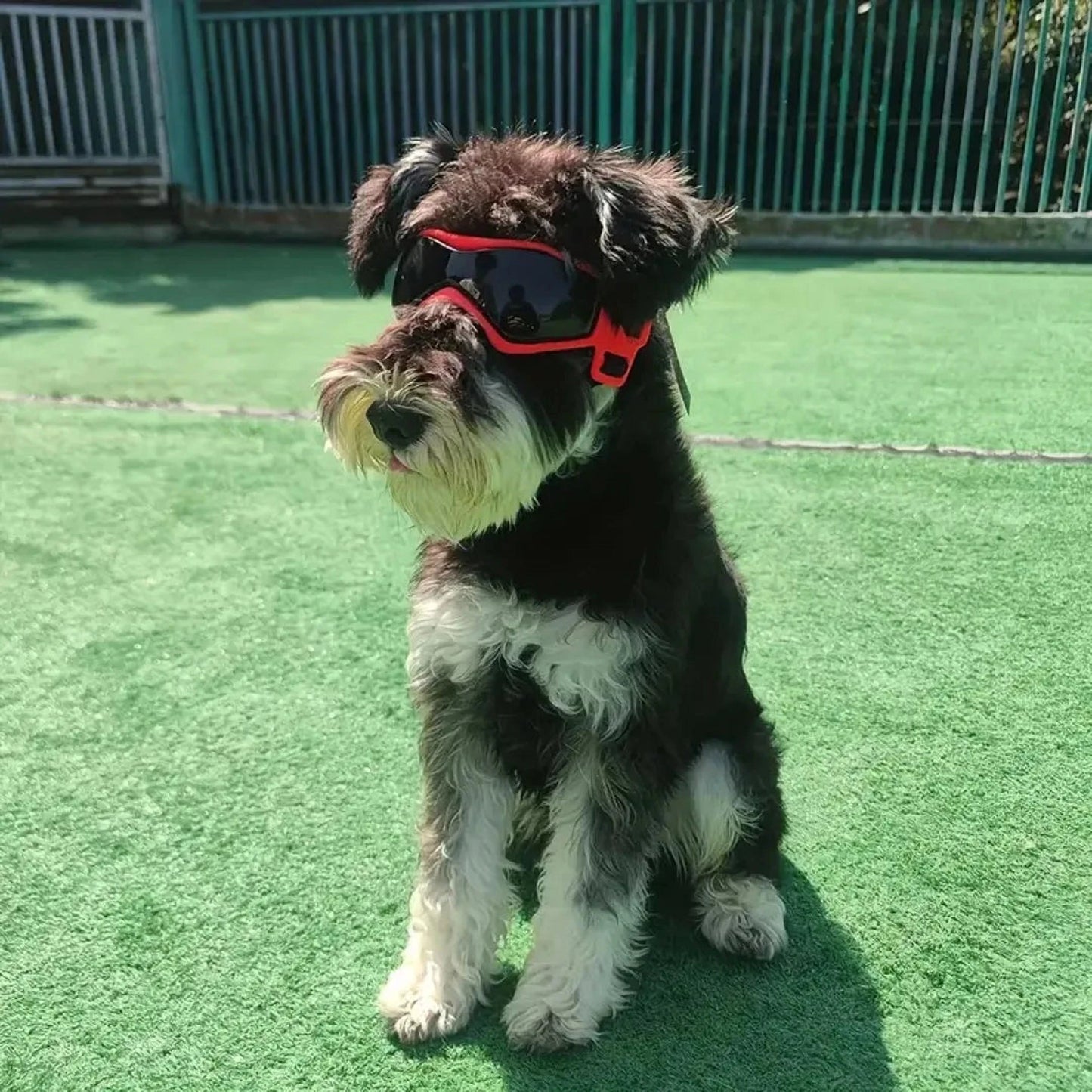 Jack | Hundebrille gegen Schmutz