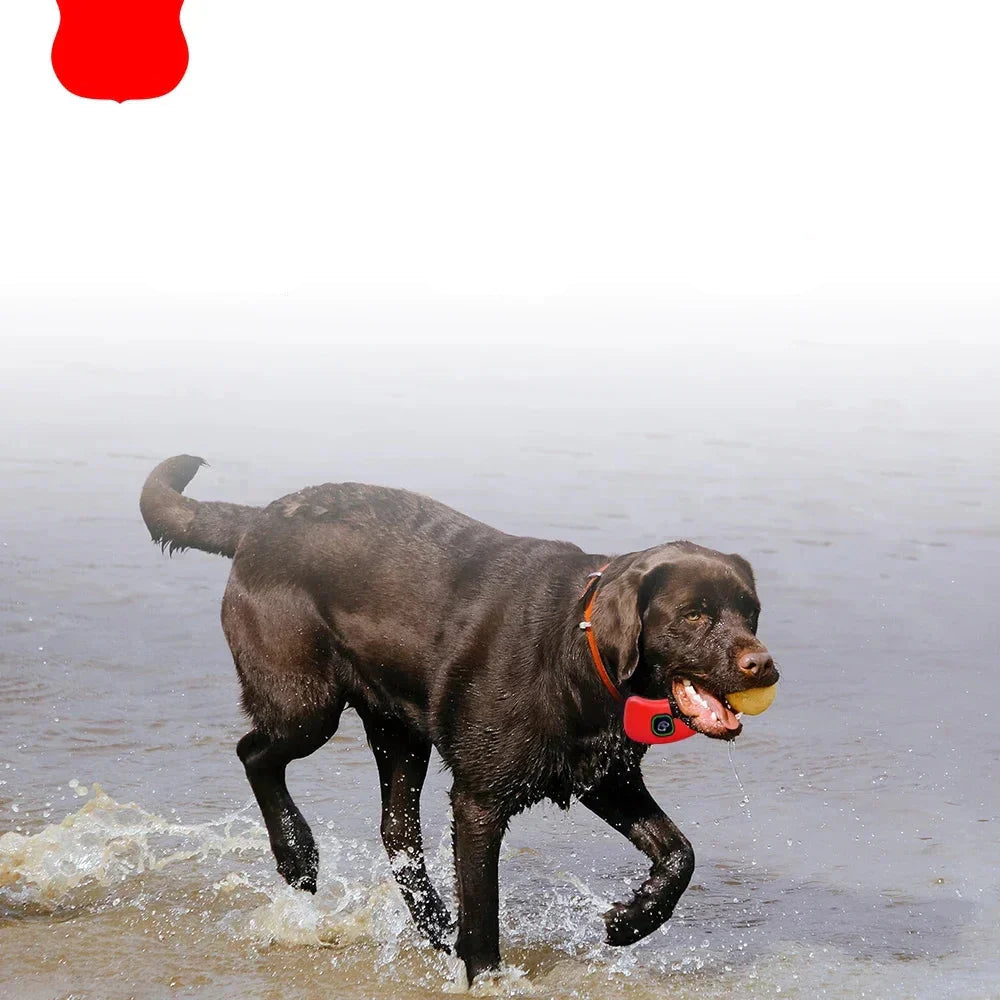 Leises Hundehalsband | Ruhige Kontrolle mit Fernbedienung