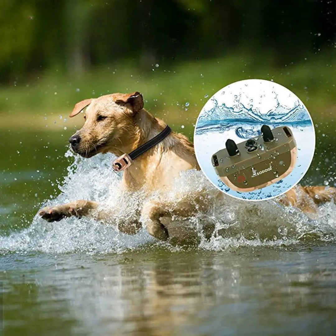 Perfektes Trainingshalsband | Optimales Ferntraining für Hunde