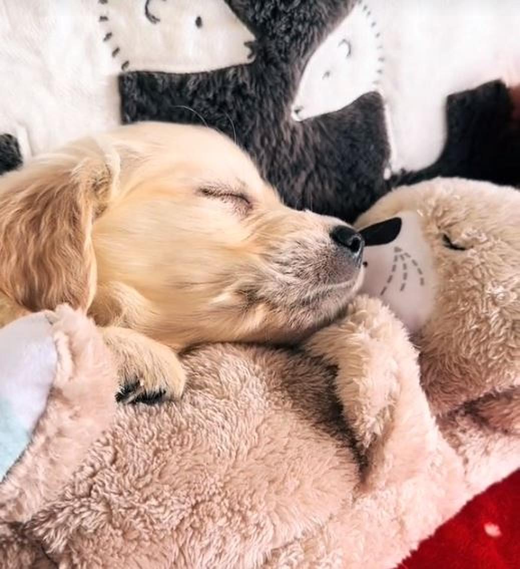 Realistisches Kuscheltier mit Atmung für Hunde | Max