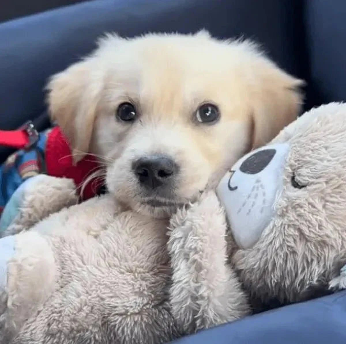 Realistisches Kuscheltier mit Atmung für Hunde | Max