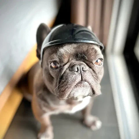 RideSafe | Hundehelm für sichere und stylische Ausfahrten