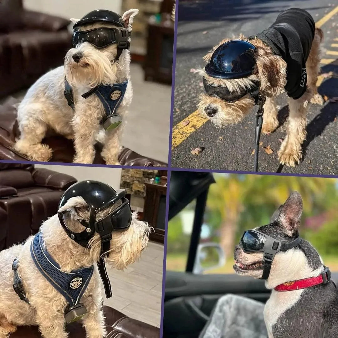 RideSafe | Hundehelm für sichere und stylische Ausfahrten