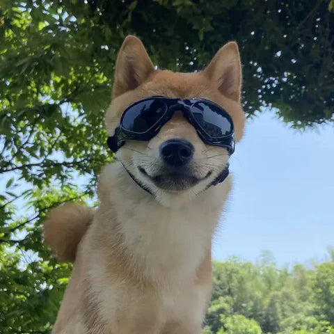 RideSafe | Hundehelm für sichere und stylische Ausfahrten