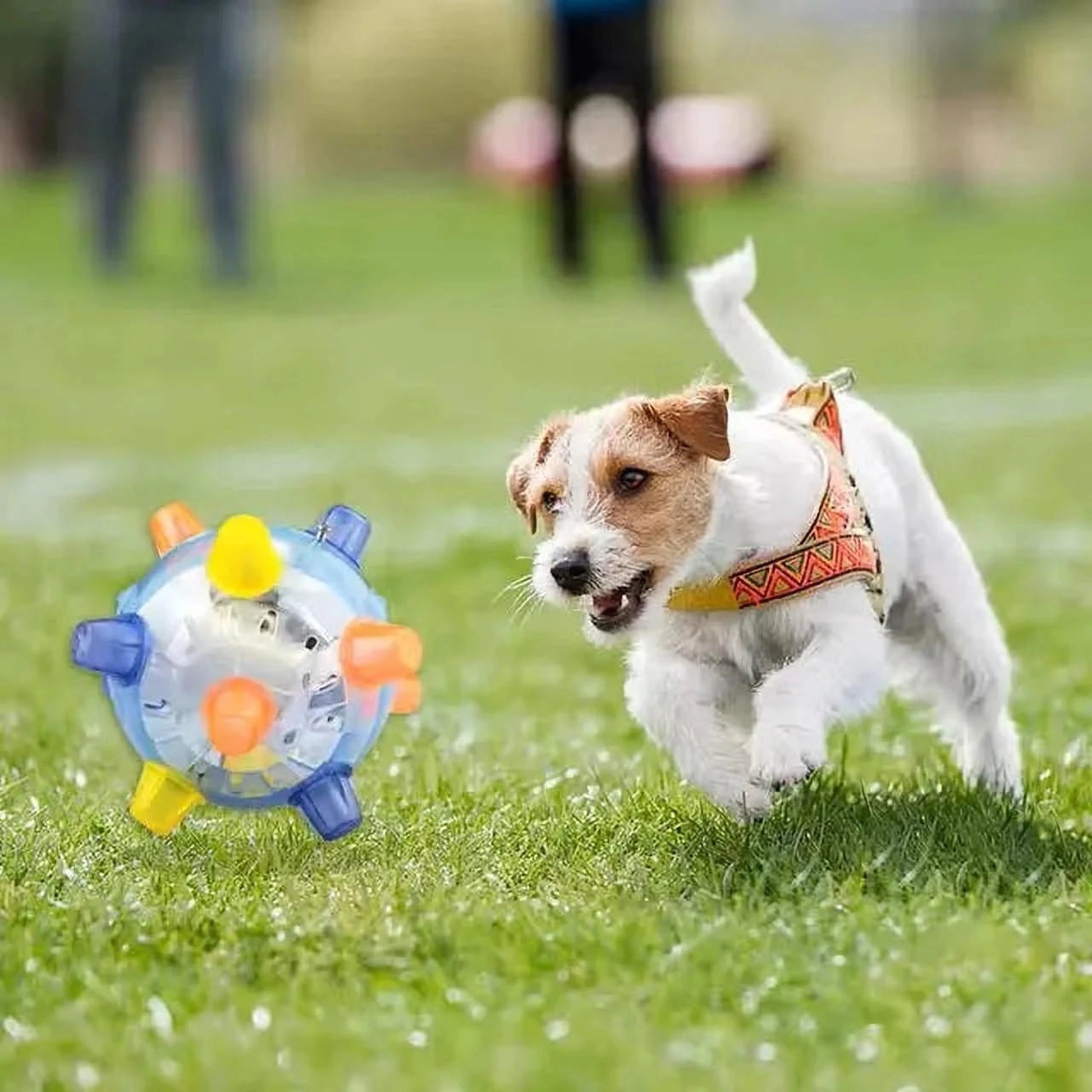 Springball | Interaktiver Hundeball gegen Langeweile & für mehr Spielspaß